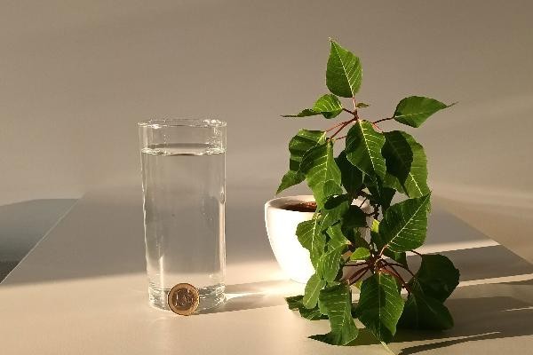 Glas Wasser, darin schwimmt ein Geldstück